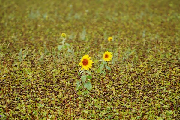 Deux tournesols dans un champ propre