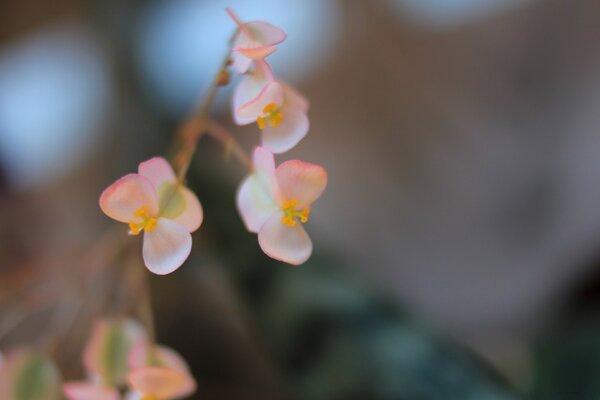 Flora naturaleza flores con flor