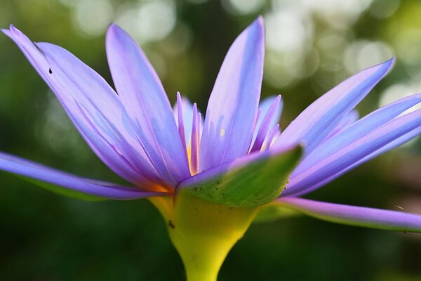 Naturaleza flor iris azul