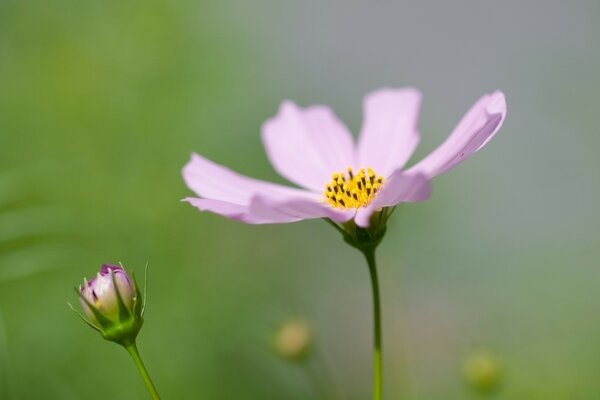 Flower in summer in nature with pink leaves