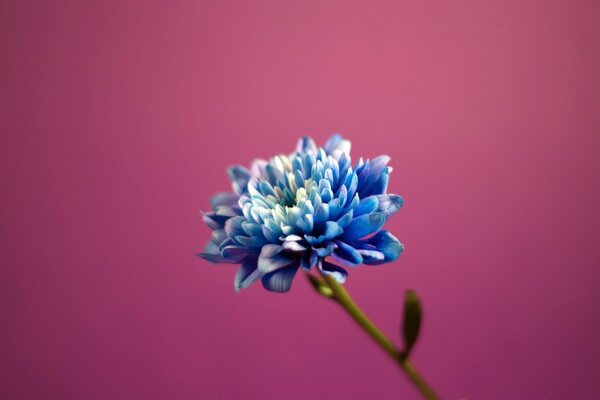 Flor azul sobre fondo liso