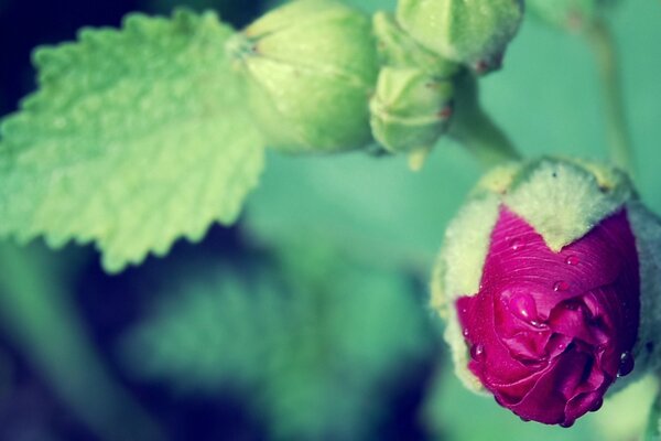 Brote de malva en hojas verdes