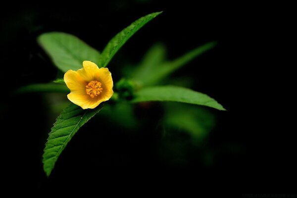 Fleur jaune sur fond noir