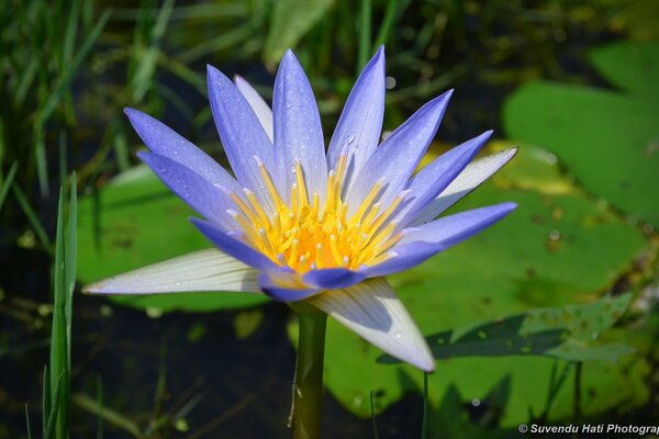 Helle Blume im grünen Gras