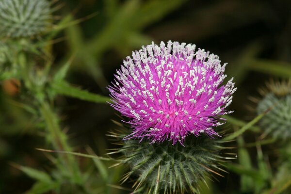 Natur Blume schön rot