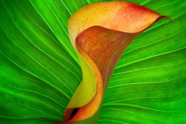 Fiore arancione su foglia verde