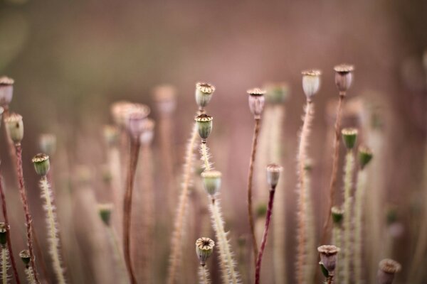 Kakteen. Die Natur. Die Blume. Warm