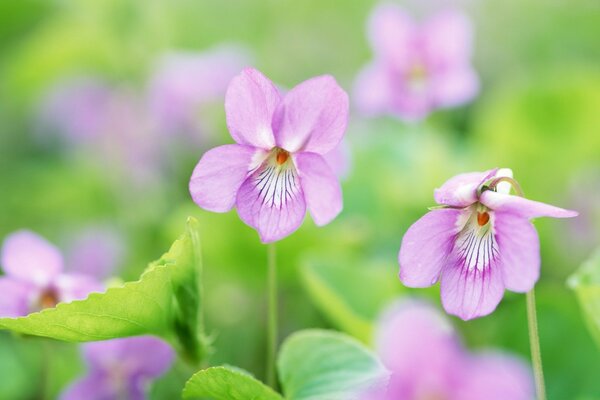 Pink flowers on a green meadow