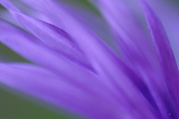 Fiore di colore delicato come astratto alla bellezza della natura