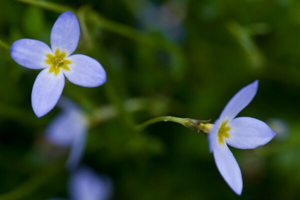 Primer plano de flores púrpuras sobre fondo verde