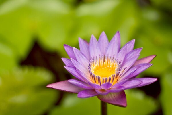 Nature summer violet flower