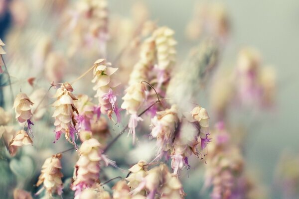 Primo piano di fiori estivi insoliti