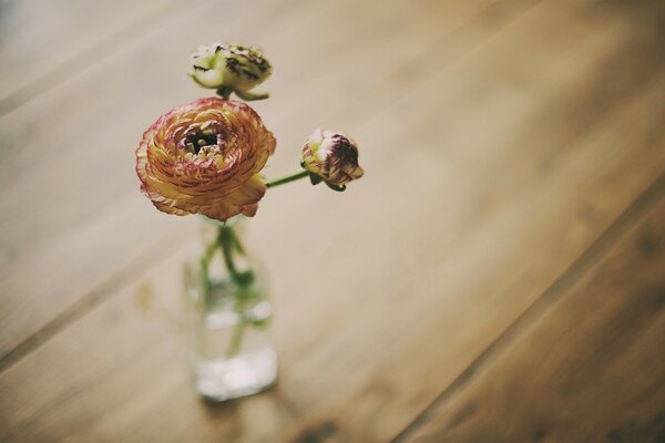 Still life of a delicate flower in a vase