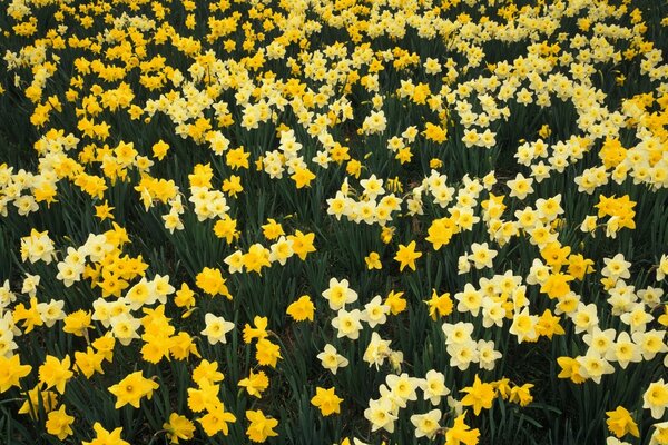 Uma clareira de flores. Gema narcisos pálidos