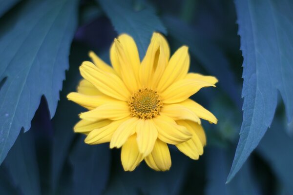 Flor amarilla con hojas azules