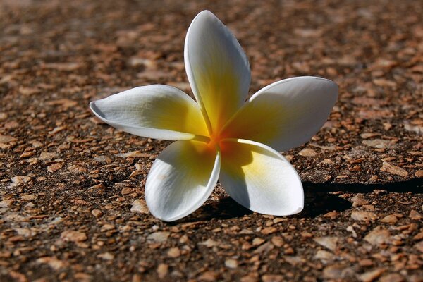 Tropische weiße Blume auf dem Boden