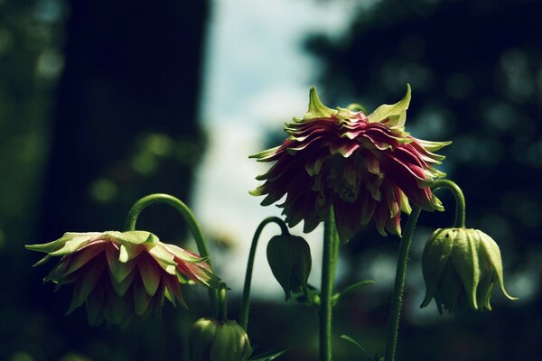 The red cap of a flower in the garden