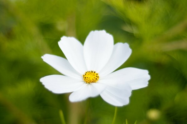 Dans le Royaume de la flore fleur en été