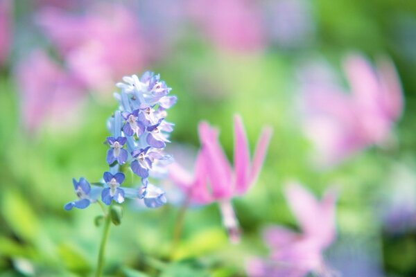 Zarte Blume auf einer schönen Wiese