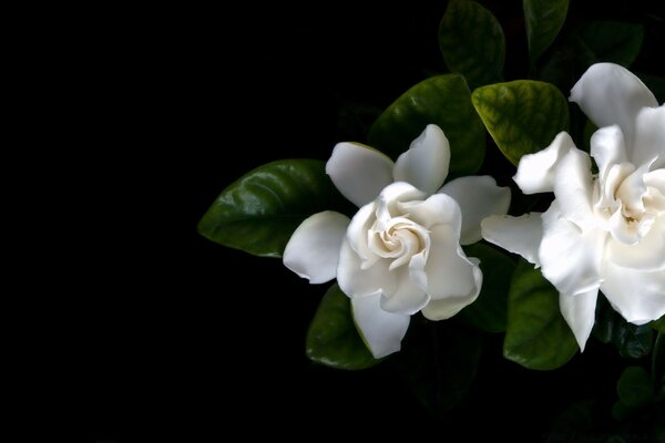 Hermosas flores blancas sobre fondo negro