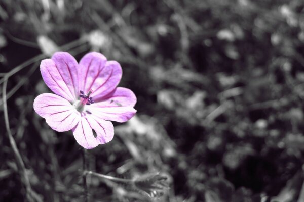 Flor en verano en la naturaleza en el Reino de la flora