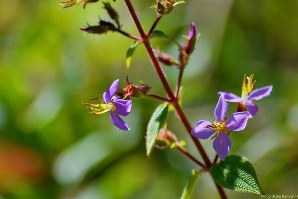 Fioritura di quadrifogli nella mattina di maggio