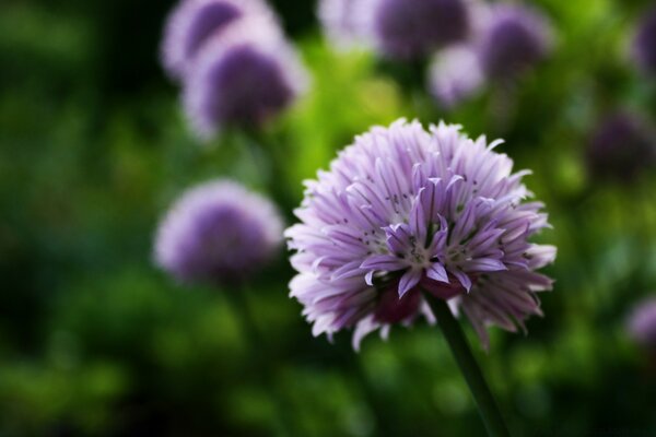 Clover Flower macro Shooting