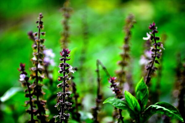 Waldblumen Flora Natur