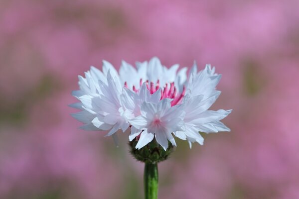 Naturgenuss Sommerblüte