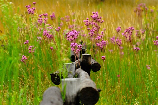 A fence in the middle of a summer field