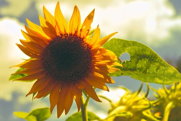 Un girasol que recuerda al terreno Ucraniano