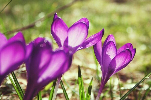 Flor flores crecer crecer