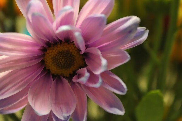 Picture of a garden flower on the desktop