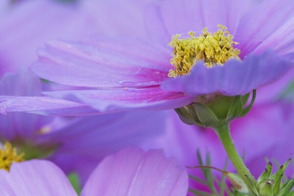 Nahaufnahme des Kosmos Blume Maine