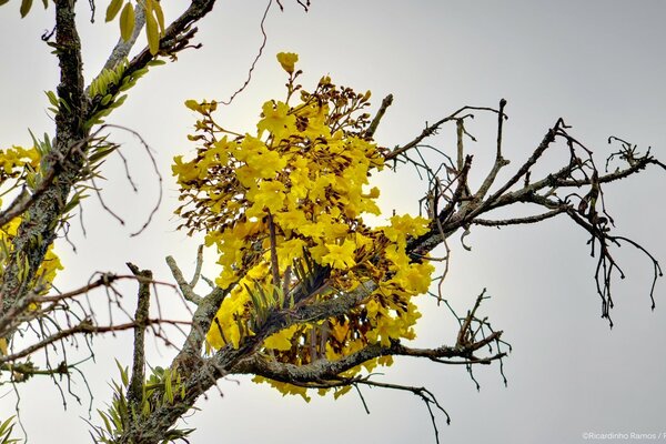 Blumen am Baum als Zweig der Natur