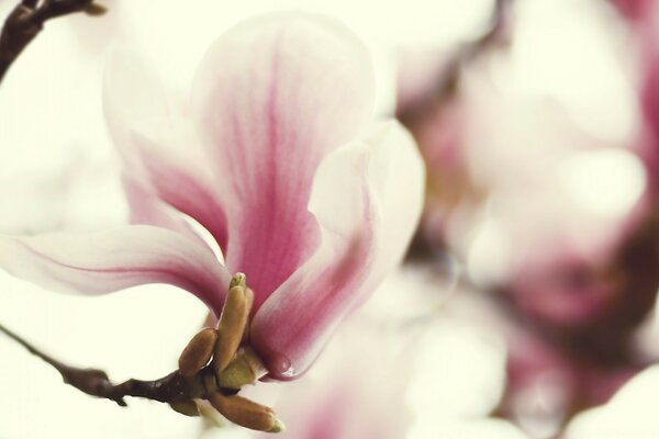 Lindas flores na natureza