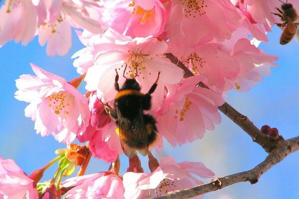 Kiraz çiçeği üzerindeki Bumblebee. Doğa