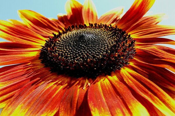 Flor de verano con pétalos grandes