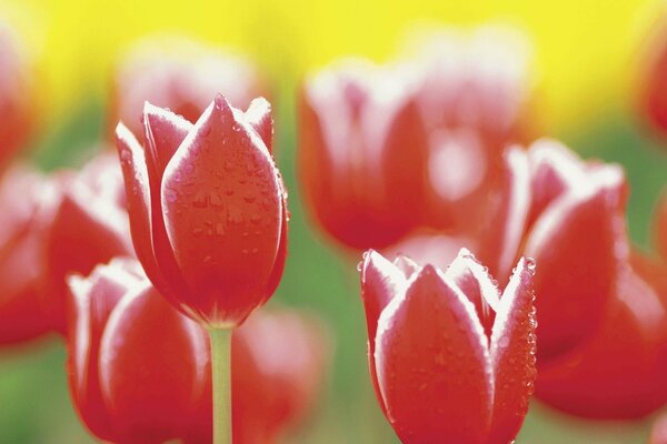 Tulipes dans le jardin. Nature. Fleur