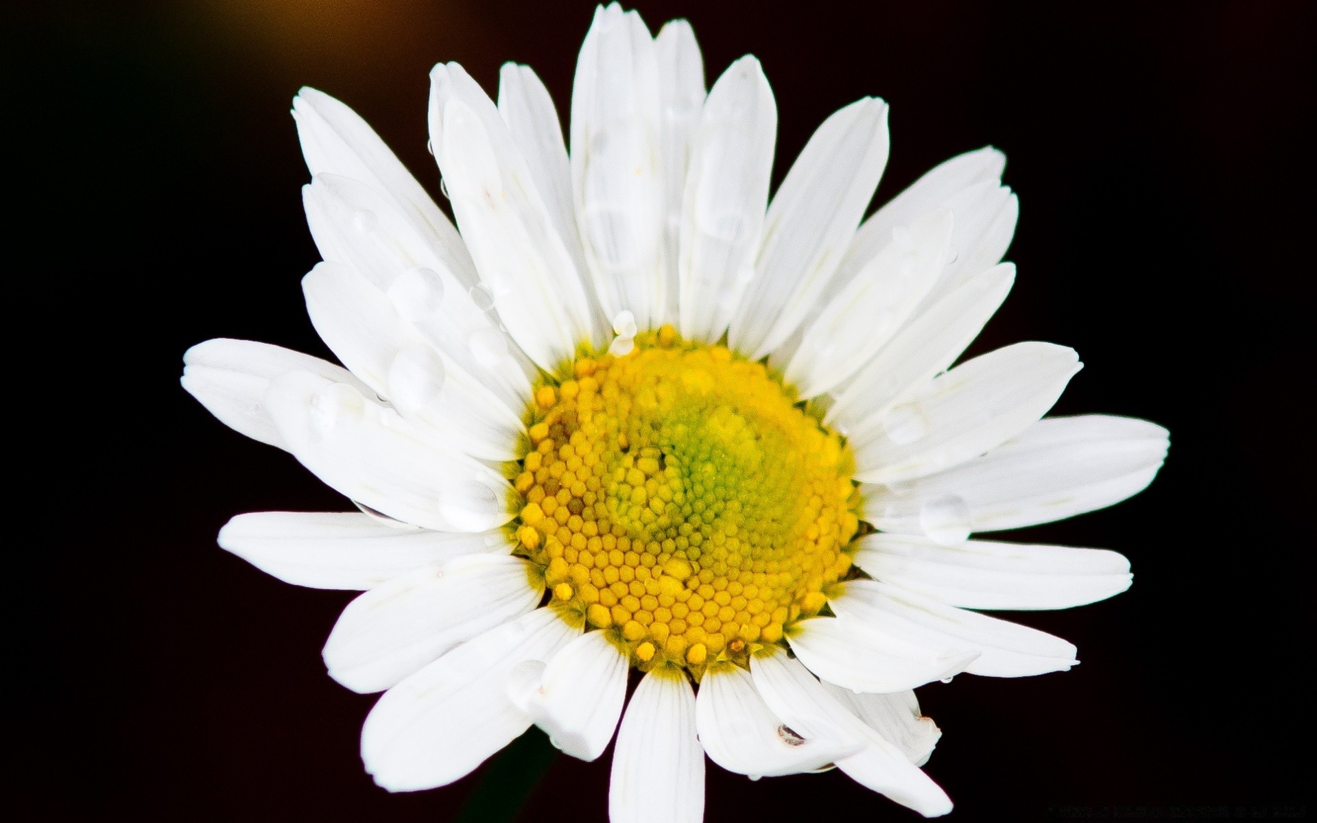 blumen natur blume flora hell schließen blütenblatt farbe sommer schön blühen kopf garten blatt blumen saison