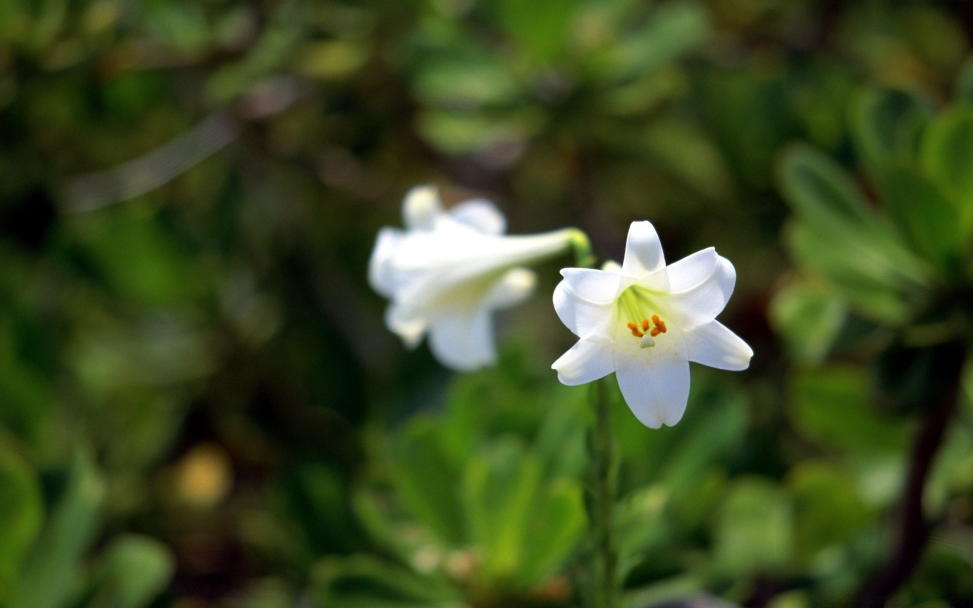 kwiaty natura kwiat flora liść ogród bluming kwiatowy wzrost zbliżenie kolor płatek sezon lato na zewnątrz drzewo jasny piękny park środowisko