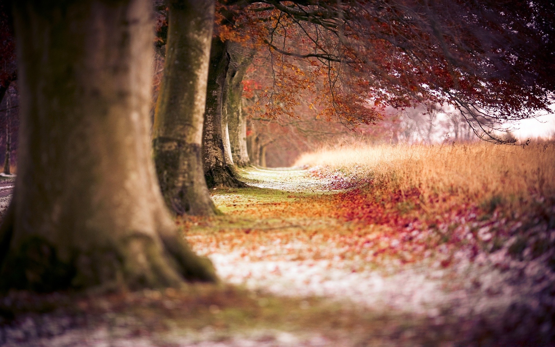 foresta legno natura albero autunno paesaggio foglia all aperto viaggi luce bagnato