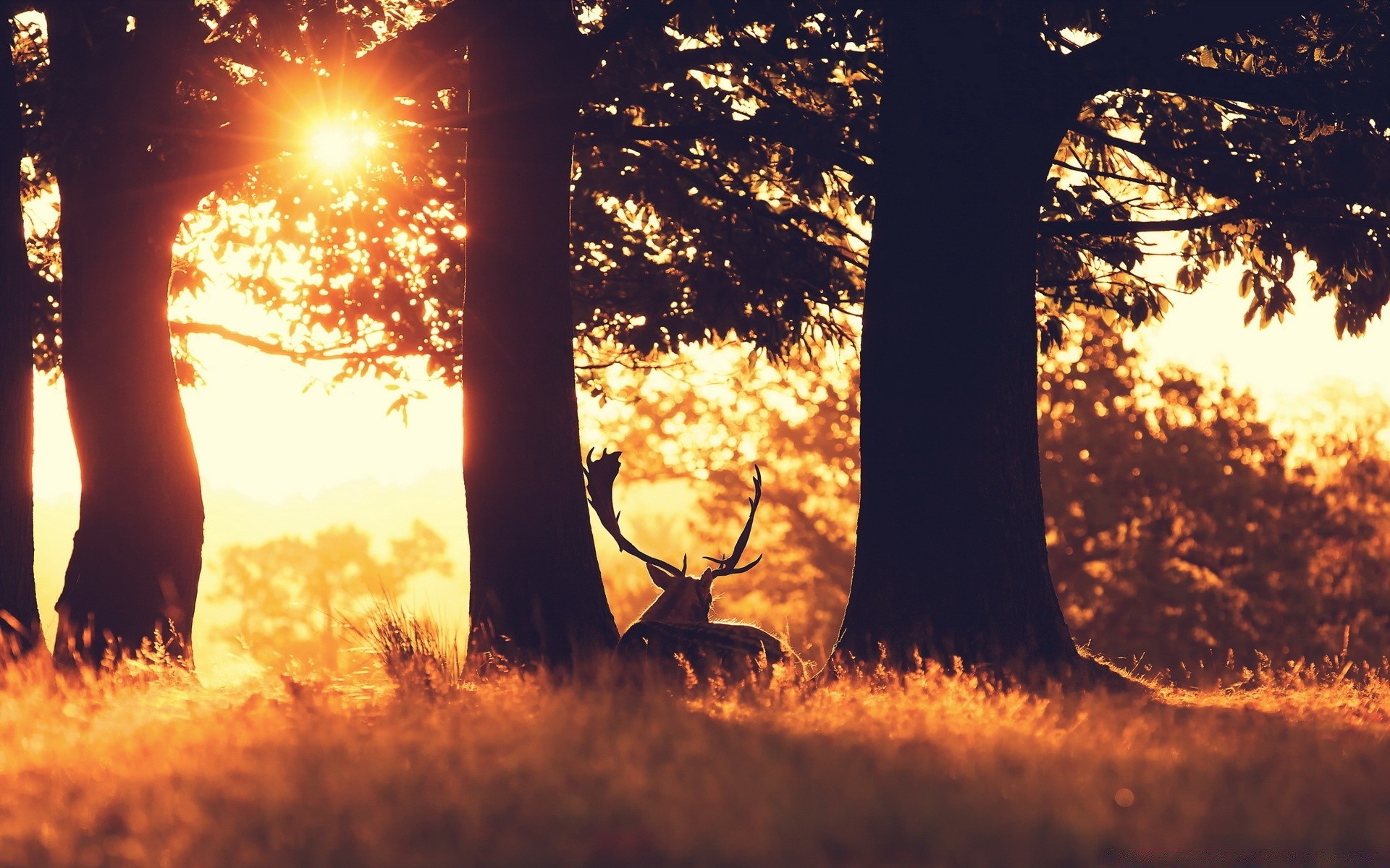 forest dawn nature tree backlit sun wood fall sunset landscape outdoors light fair weather park evening season environment leaf countryside