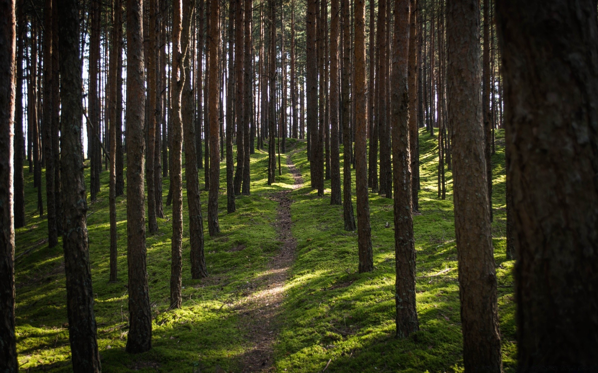 forest wood tree landscape conifer nature outdoors leaf park environment evergreen fair weather dawn pine fog daylight light