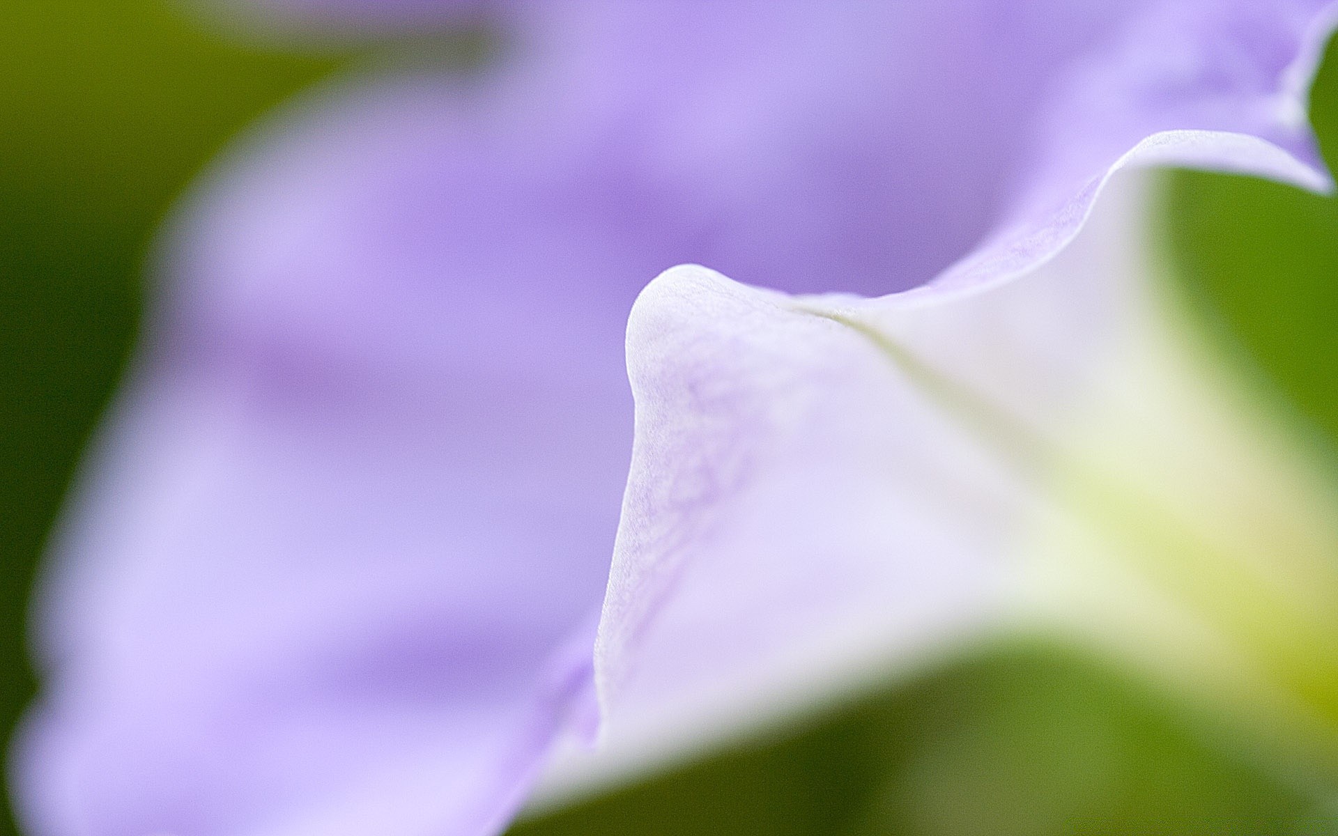 fleurs nature fleur flore feuille flou jardin été lumineux couleur dof délicat croissance