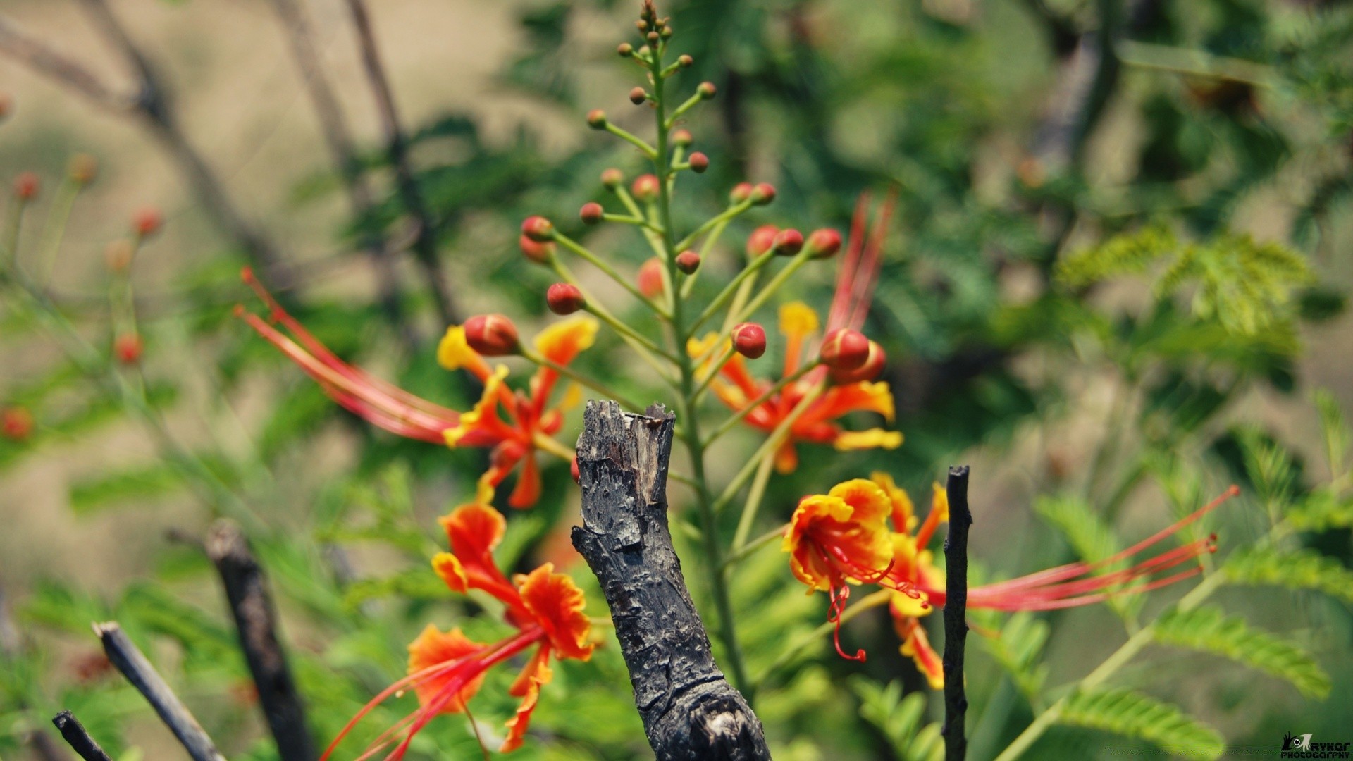 kwiaty natura kwiat flora liść ogród lato bluming kolor na zewnątrz drzewo kwiatowy tropikalny wzrost płatek oddział jasny krzew