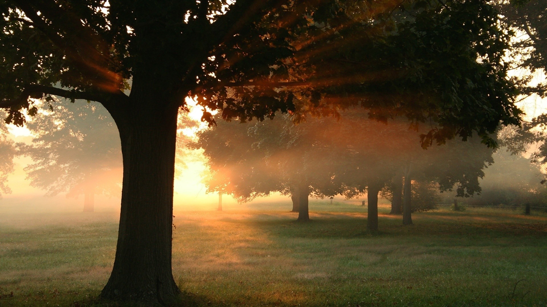 forest fog mist dawn tree fall sun sunset wood nature landscape leaf backlit outdoors evening light countryside