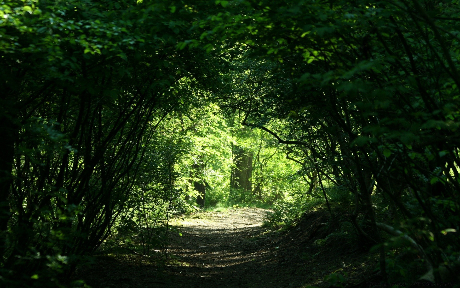 forêt bois nature feuille paysage arbre luxuriante aube parc brouillard lumière beau temps environnement croissance soleil brouillard à l extérieur mousse pittoresque sanbim