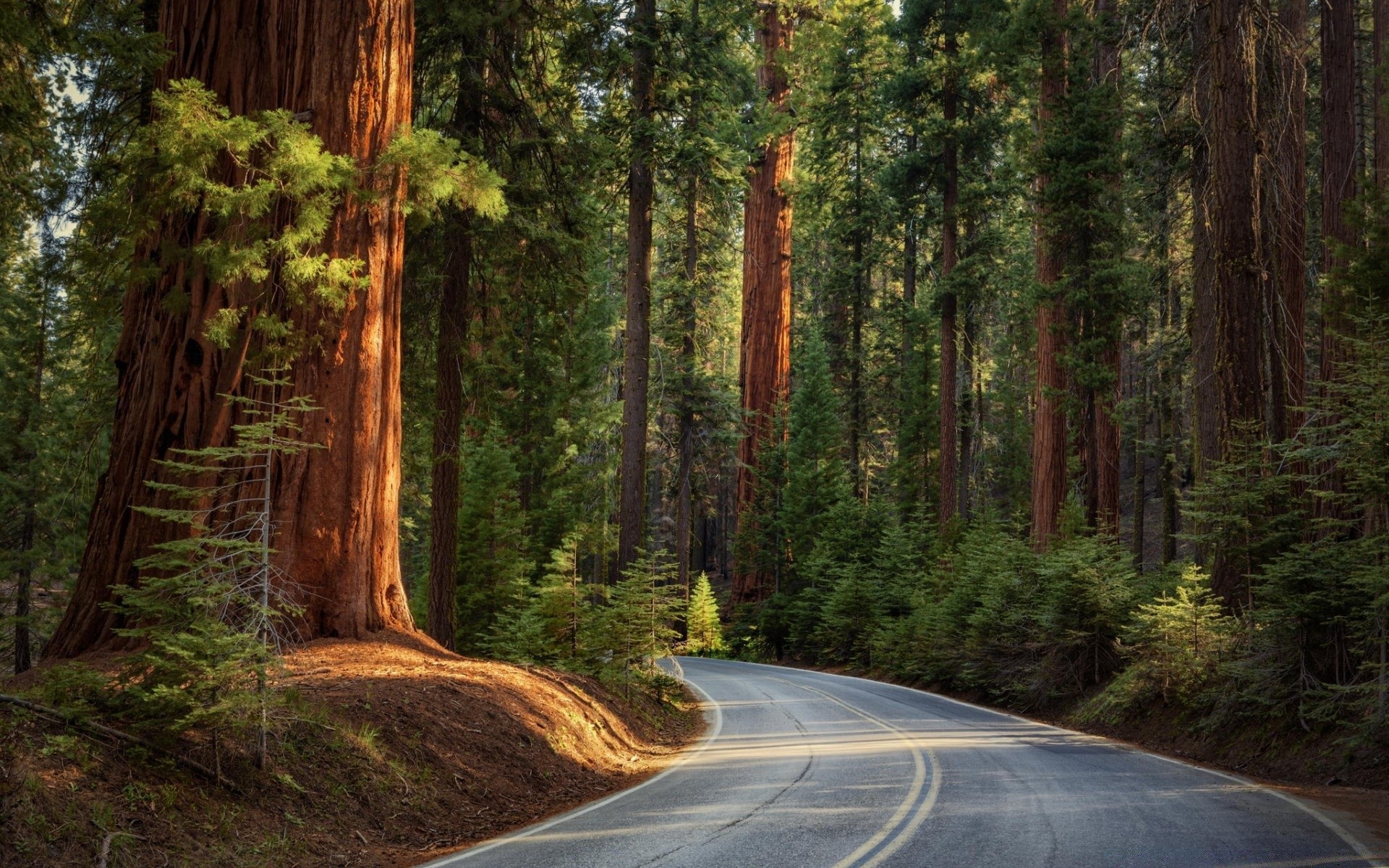 forest wood tree sequoia conifer nature landscape outdoors road travel evergreen guidance redwood park scenic daylight trail dawn cypress wild