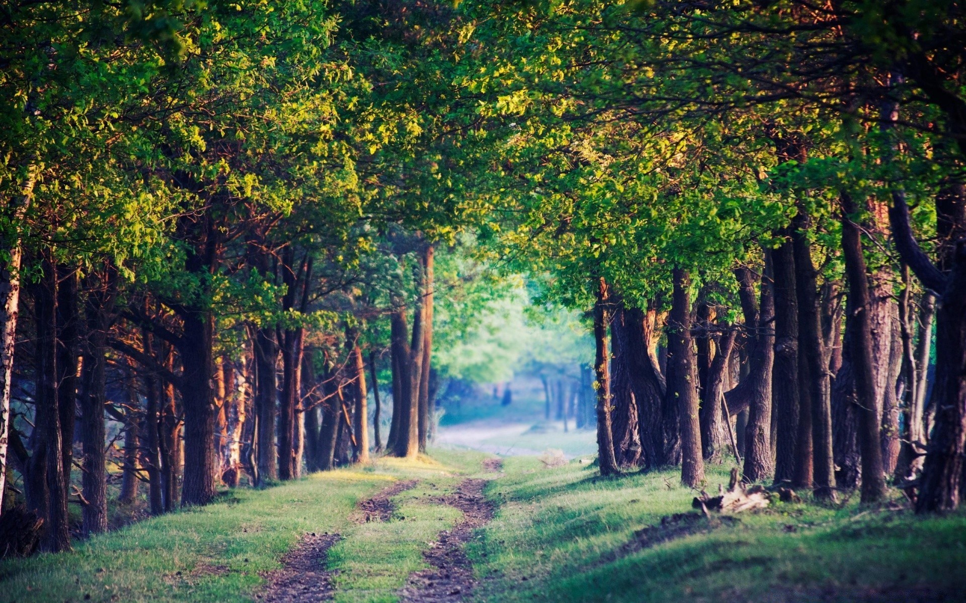 forest wood tree nature landscape leaf park outdoors scenic branch fall dawn fair weather environment light mist sun flora lush grass